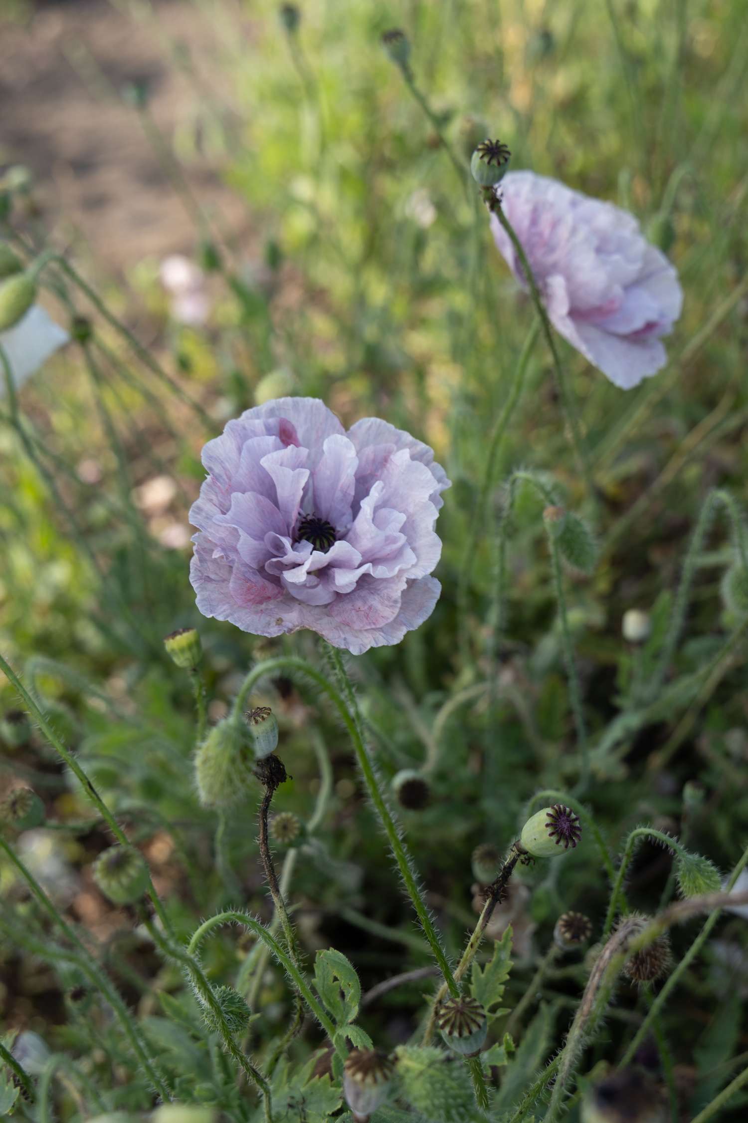 Coquelicot 'Amazing Grey' (graines)